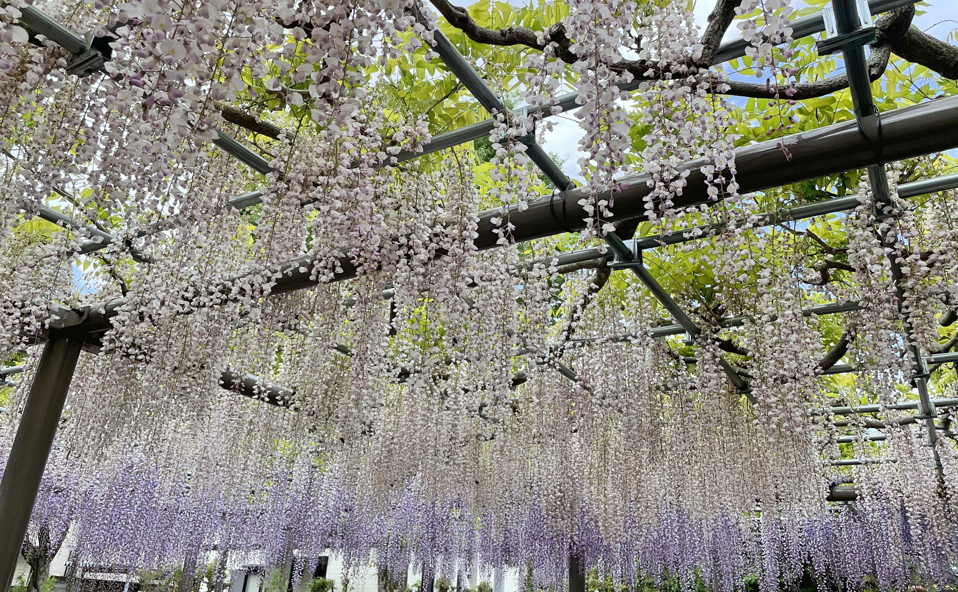 【愛知】櫻花季之後最美的花季：津島 天王川紫藤花